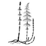 equisetum